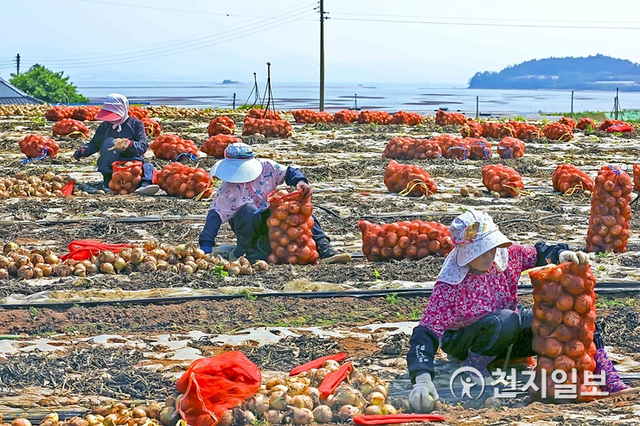 무안 양파 수확하는 모습. (제공: 무안군) ⓒ천지일보 2021.1.19