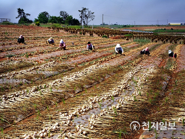 무안 마늘 수확하는 모습. (제공: 무안군) ⓒ천지일보 2021.1.19