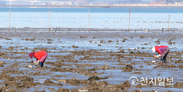 전남 함평군 돌머리해수욕장에서 19일 석두마을 어촌계 아낙들이 제철을 맞아 살이 통통하게 오른 석화(굴)를 채취하고 있다. (제공: 함평군) ⓒ천지일보 2021.1.20