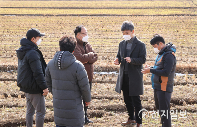 강진군농업기술센터 직원이 올해 파종된 쌀귀리를 살펴보며 재배 기술을 지도하고 있다. (제공: 강진군) ⓒ천지일보 2021.1.26
