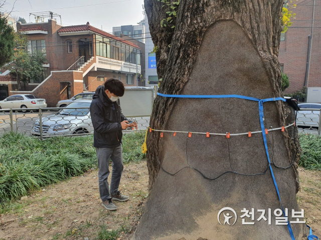 수목 진료 전문가가 나무단층 촬영기로 수원-2호 보호수인 권선동 은행나무를 검사하고 있다. (제공: 수원시) ⓒ천지일보 2021.1.27