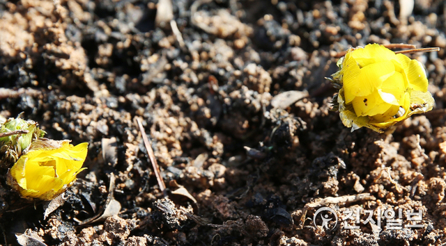 전남 함평군 함평자연생태공원에 27일 활짝 핀 복수초가 노란 꽃망울을 터뜨리며 봄을 마중하고 있다. (제공: 함평군) ⓒ천지일보 2021.1.27