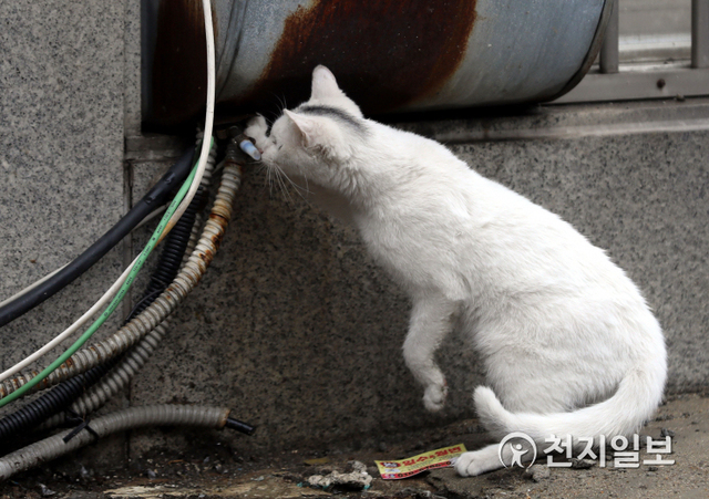 [천지일보=남승우 기자] 지난 22일 길고양이 한 마리가 서울 용산구 서계동의 한 골목에서 배수관에 바짝 붙어 물을 먹고 있다. ⓒ천지일보 2021.1.29