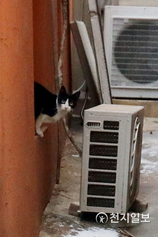 [천지일보=남승우 기자] 지난 22일 길고양이 한 마리가 서울 용산구 서계동의 한 건물 창가에 앉아있다. ⓒ천지일보 2021.1.29
