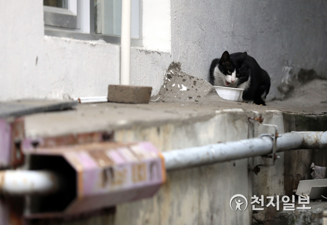 [천지일보=남승우 기자] 지난 22일 길고양이 한 마리가 서울 용산구 서계동의 한 골목에 놓인 사료를 먹고 있다. ⓒ천지일보 2021.1.29