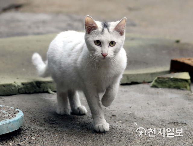 [천지일보=남승우 기자] 지난 22일 길고양이 한 마리가 서울 용산구 서계동의 한 골목에서 한쪽 다리를 든 채 서 있다. ⓒ천지일보 2021.1.29