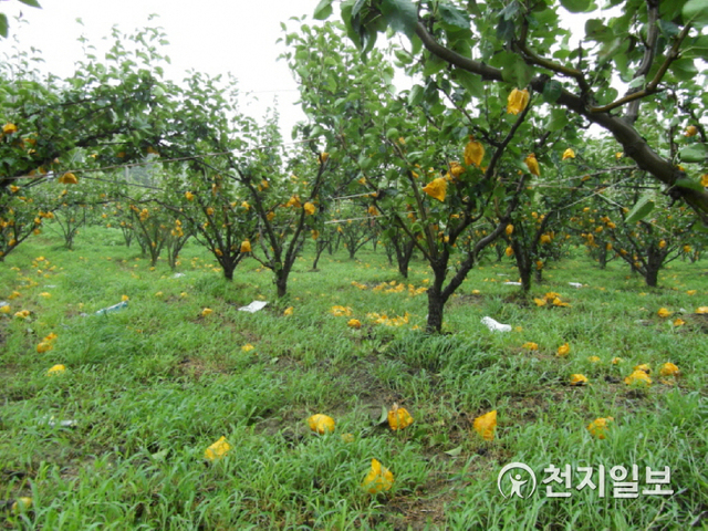 집중호우로 피해를 본 과수원의 낙과배. (제공: 진주시) ⓒ천지일보 2021.2.1