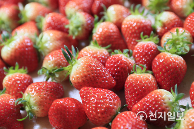 보성싱싱농원에서 수확한 딸기. (제공: 보성군청) ⓒ천지일보 2021.2.3