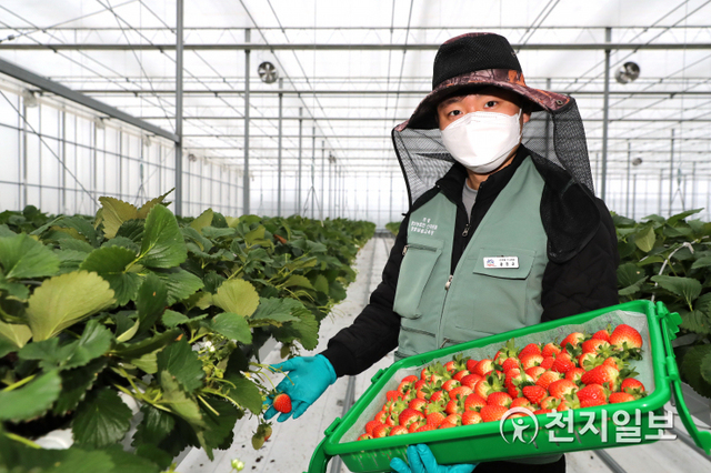 경북도에서 지난해 준공한 4㏊ 규모의 스마트팜에는 청년농부 43명이 딸기 실습교육이 한창이고 창업한 8명의 청년들이 생산한 딸기는 전국 각지의 식탁에 올려지고 있다. (제공: 경북도) ⓒ천지일보 2021.2.5