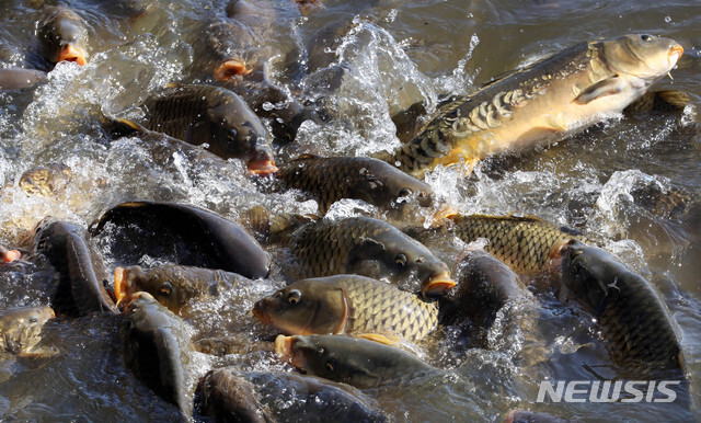 8일 인천시 남동구 인천대공원 호수에서 잉어들이 먹이 다툼을 하고 있다. (출처:뉴시스)