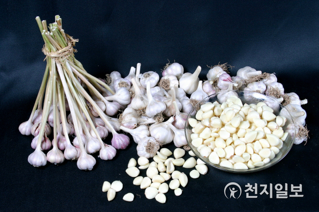 남해군 대표 특산물 남해마늘. (제공: 남해군) ⓒ천지일보 2021.2.16