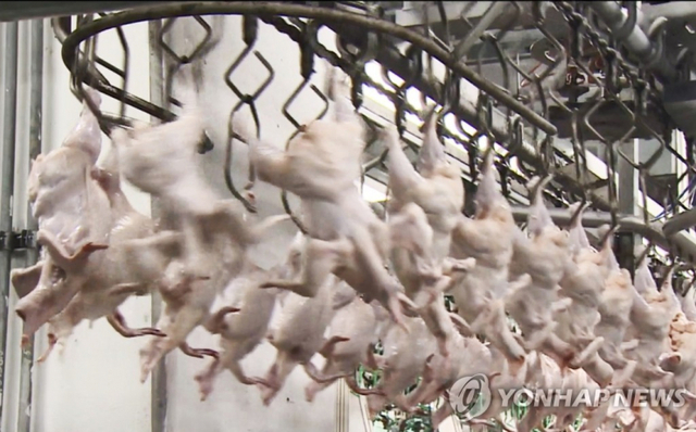 닭고기 공장. (출처: 연합뉴스)