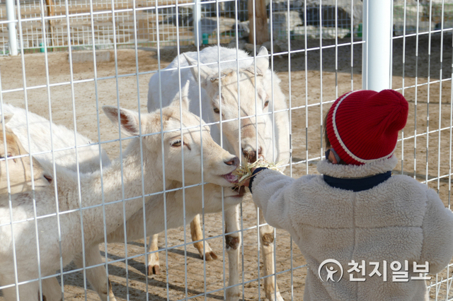 한 어린이가 염소에게 먹이를 주는 체험을 하고 있다. ⓒ천지일보 2021.2.19