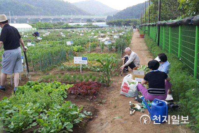 수성구 팔현 공영도시텃밭에서 수확한 농작물을 채취하는 모습. (제공: 대구시) ⓒ천지일보 2021.2.19