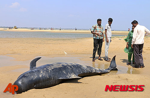 【마나파드=AP/뉴시스】인도 최남단 타밀 나두 주의 한 해변에서 12일 방향 감각을 상실해 해변으로 올라와 모래밭에 갇힌 고래를 사람들이 망연히 바라보고 있다
