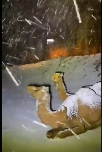 지난 18일(현지시간) 사우디아라비아에서 폭설이 내려 눈이 낙타 위에 쌓였다. (출처: 트위터 Cali Dreaming NaphiSoc 캡처)