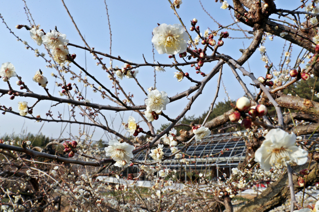 장흥군 용산면 향매농원에서 23일 백매화가 환한 꽃봉오리를 터트리며 봄을 알리고 있다. (제공: 장흥군청) ⓒ천지일보 2021.2.23