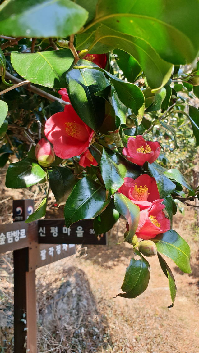 장흥 관산읍 천관산동백생태숲에 긴 겨울을 이겨낸 동백이 붉은 꽃망울을 터뜨리며 자태를 뽐내고 있다. (제공: 장흥군) ⓒ천지일보 2021.2.24