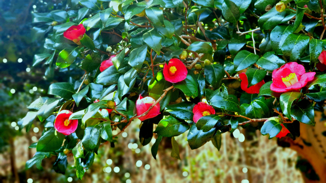 장흥 관산읍 천관산동백생태숲에 긴 겨울을 이겨낸 동백이 붉은 꽃망울을 터뜨리며 자태를 뽐내고 있다. (제공: 장흥군) ⓒ천지일보 2021.2.24