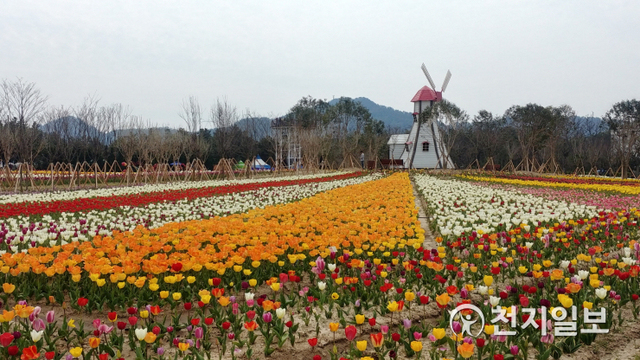 전남 신안군이 4월 중순 개최 예정이던 2021년 섬 튤립축제를 전면 취소하기로 했다. 사진은 지난 2019년 축제장 전경. (제공: 신안군) ⓒ천지일보 2021.2.25