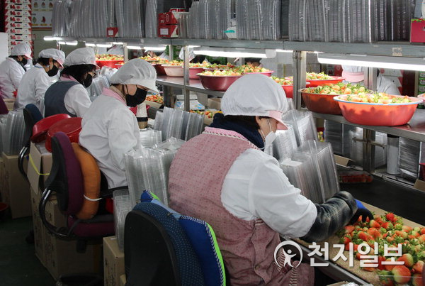 지난 15일 경남도 진주북부농협에서 노동자들이 수출용 딸기를 선별하고 있다. (제공: 경남농협) ⓒ천지일보 2021.2.26