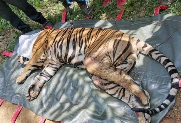 말레이시아서 총알 5개 박힌 호랑이 구조 (출처: 말레이시아 야생동물보호부 페이스북, 연합뉴스)