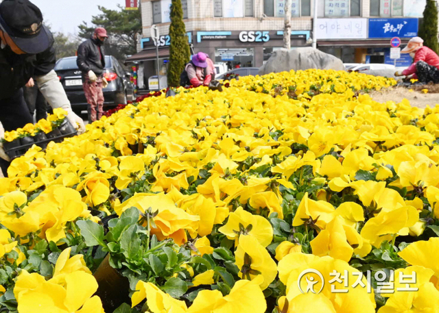 수원시 관계자들이 7일 남수원중학교 앞 교통섬에 꽃을 심고 있다. (제공: 수원시) ⓒ천지일보 2021.3.8