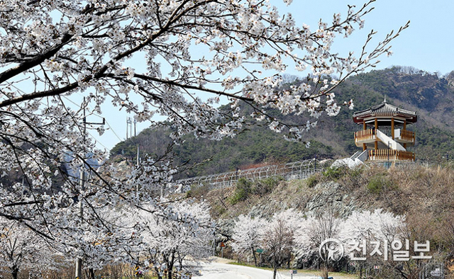 전북 임실군이 비대면 힐링 관광지로 주목받고 있는 ‘옥정호 물안개길’을 대한민국 대표 국가생태탐방로로 브랜드화 한다. 사진은 봄 벚꽃길. (제공:임실군청)ⓒ천지일보 2021.3.8