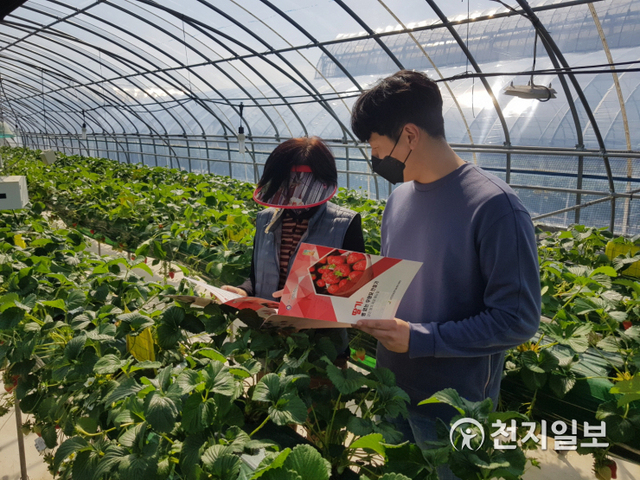 강진군농업기술센터 직원이 딸기 농가에 방문해 육묘 매뉴얼을 설명하고 있다. (제공: 강진군) ⓒ천지일보 2021.3.8