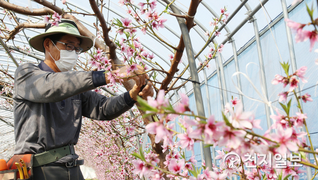 전남 함평군 나산면 월봉리 한 농가에서 9일 복숭아꽃 솎음 작업이 한창이다. (제공: 함평군) ⓒ천지일보 2021.3.9