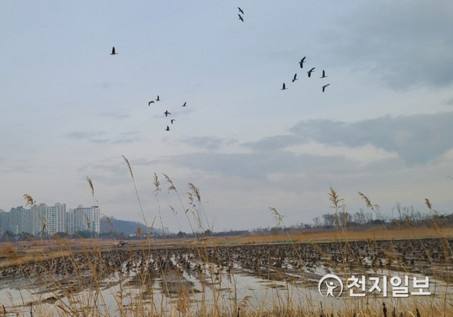 김포한강야생조류생태공 낱알들녁의 철새 (제공: 김포시청) ⓒ천지일보 2021.3.10