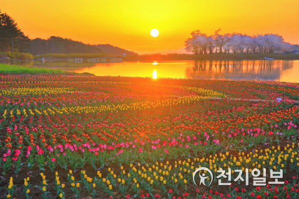 새벽빛에 물든 장평소류지 일출이 벚꽃과 주변에 핀 꽃들로 장관을 이루고 있다. (제공: 남해군) ⓒ천지일보 2021.3.11