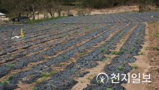 농지. ⓒ천지일보