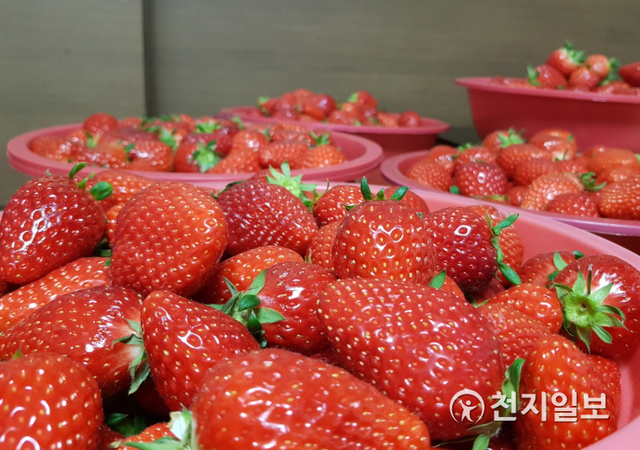 석정딸기농원에서 후원한 딸기. (제공: 아산시) ⓒ천지일보 2021.3.18
