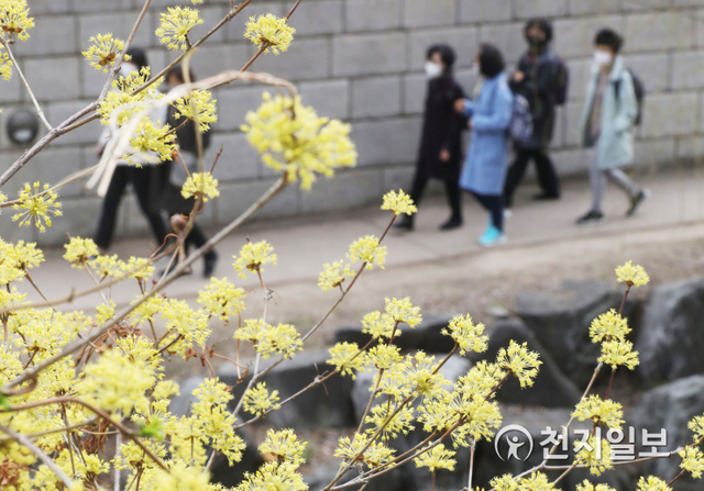 [천지일보=남승우 기자] 서울 낮 최고기온이 18도를 기록하며 포근한 봄 날씨를 보인 18일 오후 서울 종로구 청계천에 산수유 꽃이 활짝 핀 가운데 시민들이 산책을 즐기고 있다. ⓒ천지일보 2021.3.18