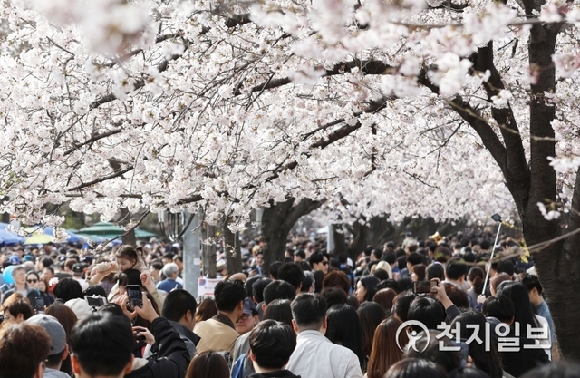 [천지일보=남승우 기자] 완연한 봄 날씨를 보인 7일 오후 서울 여의도 국회 인근 윤중로에서 시민들이 벚꽃 구경을 하고 있다. 지난 5일 개막한 여의도 벚꽃 축제는 4월 11일까지 이어질 예정이다. ⓒ천지일보 2019.4.7