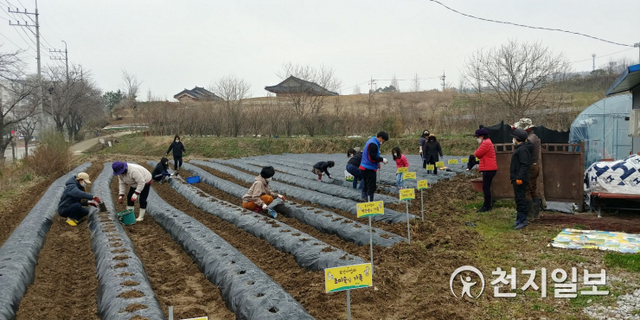 임실군청 공무원 노동조합원과 가족들이 지난 21일 주말농장 체험활동을 갖고 감자를 심고 있다. (제공:임실군) ⓒ천지일보 2021.3.26