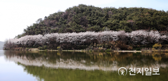 전남 함평군 신광면 동정저수지 주변이 연분홍빛 벚꽃으로 물들어 한 폭의 수채화를 보는 듯하다. (제공: 함평군) ⓒ천지일보 2021.3.31