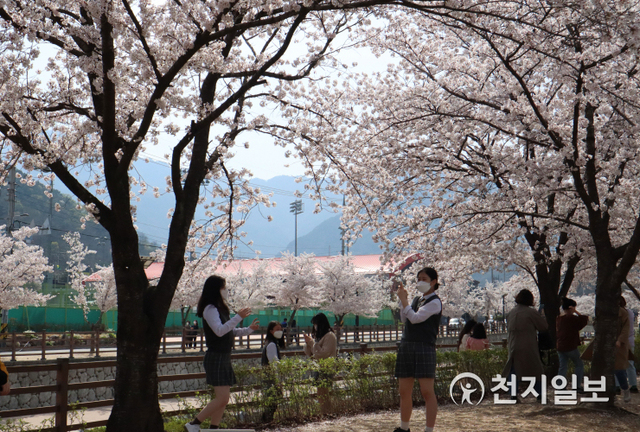 [천지일보 구미=송하나 기자] 31일 경북 구미시 금오산에서 금오여자중학교 학생들이 만개한 벚꽃을 만끽하고 있다 ⓒ천지일보 2021.3.31