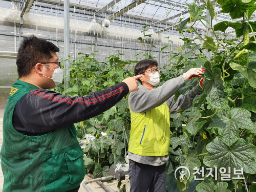 이상래 NH농협은행 디지털금융부문 부행장(오른쪽)이 지난 1일 충청남도 당진시 석문면 ‘위풍당당 농장’에서 오이 아랫잎 제거 작업을 하고 있다. (제공: NH농협은행) ⓒ천지일보 2021.4.2