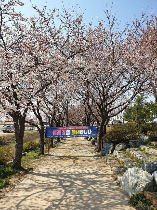 갯골생태공원 벚꽃길 출입통제. (제공: 시흥시청) ⓒ천지일보 2021.4.5
