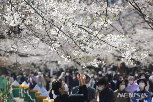 [도쿄=AP/뉴시스]23일 일본 도쿄에서 코로나19 확산 방지를 위해 마스크를 쓴 한 여성이 벚꽃을 촬영하고 있다.