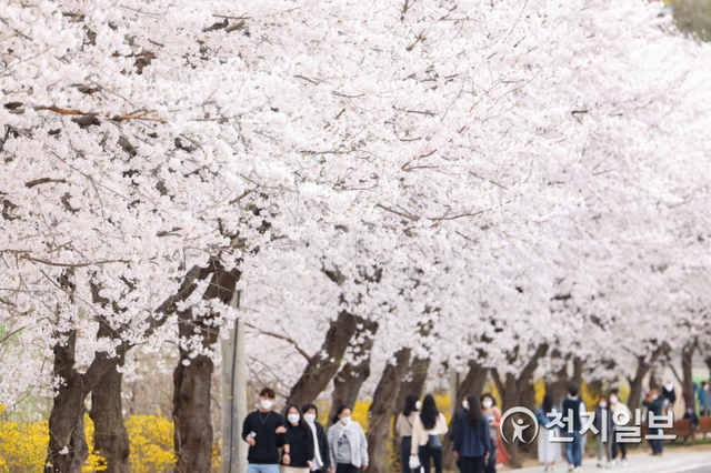 [천지일보 의왕=이성애 기자] 의왕시 백운호수 주변이 봄의 절정을 알리는 벚꽃들로 만개했다.ⓒ천지일보 2021.4.6