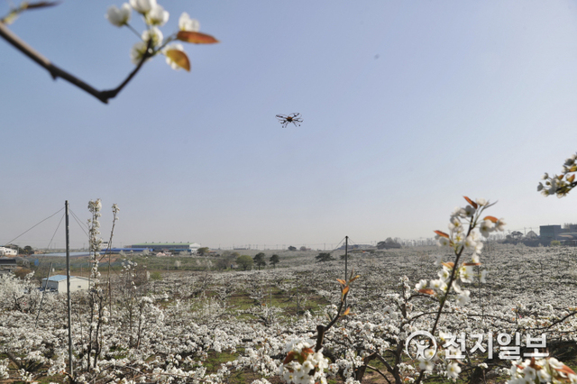 천안시 관계자들이 8일 성환읍 배 농가에서 드론을 활용한 배꽃 수분 작업을 하고 있다. (제공: 천안시) ⓒ천지일보 2021.4.8