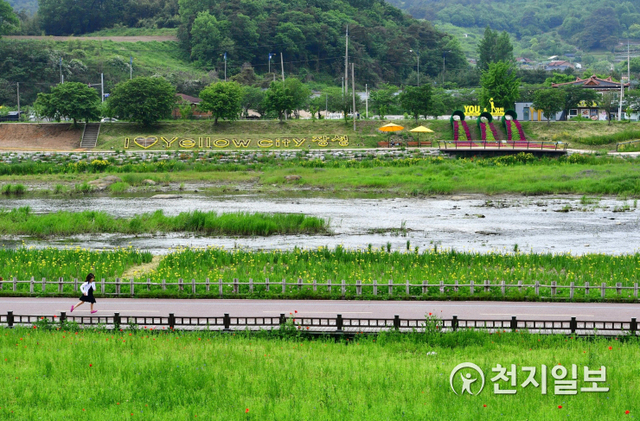 푸름이 가득한 장성군 황룡강 일원에 조성한 노란꽃창포 단지. (제공: 장성군청)ⓒ천지일보 2021.4.12