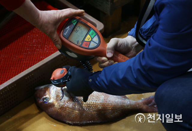 [천지일보=남승우 기자] 일본 정부가 후쿠시마 제1원자력발전소 오염수의 해양 방출 결정을 내린 가운데 15일 오전 서울 동작구 노량진수산시장에서 관계자가 일본산 참돔을 대상으로 방사능 측정을 하고 있다. 참돔의 방사능 수치는 기준치인 3cps보다 낮은 1.25cps로 측정됐다. ⓒ천지일보 2021.4.15