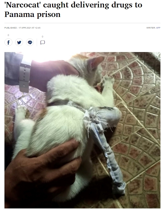 지난 16일(현지시간) 파나마 카리브해 연안 콜론주의 누에바 에스페란사 교도소를 들어가던 고양이의 몸에 마약으로 추정되는 가루가 담긴 천 주머니가 묶여 있다. (출처: 방콕포스트 캡처)