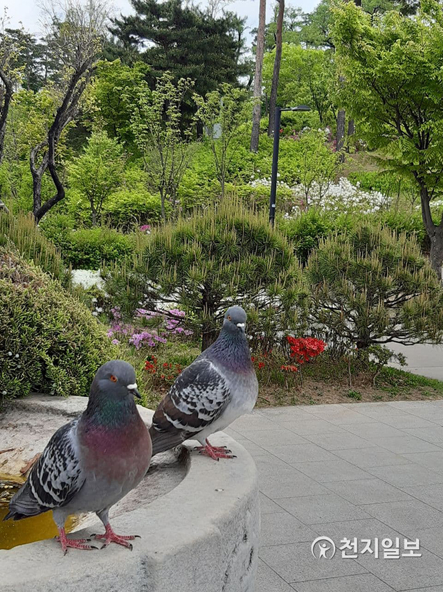 [천지일보=남승우 기자] 23일 오후 서울 남산 일대에서 비둘기 두 마리가 꽃을 배경으로 휴식을 취하고 있다. (독자제공) ⓒ천지일보 2021.4.23