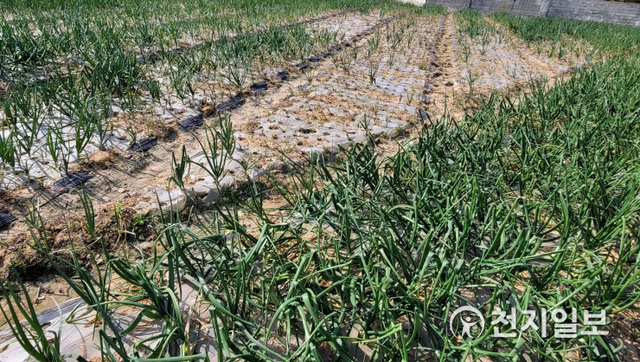 함평읍의 한 양파밭이 양파 노균병으로 피해를 본 모습. (제공: 함평군) ⓒ천지일보 2021.4.28
