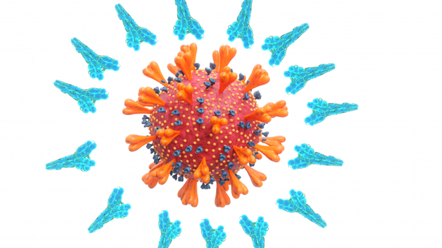 백신이 만들어 낸 Y 모양 항체가 바이러스를 에워싸는 모습. (출처: 게티이미지뱅크)